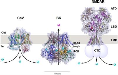 Structural and Functional Coupling of Calcium-Activated BK Channels and Calcium-Permeable Channels Within Nanodomain Signaling Complexes